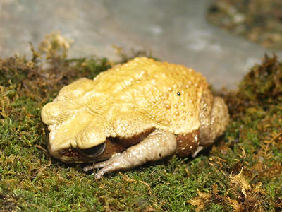 Smooth-sided toad #3