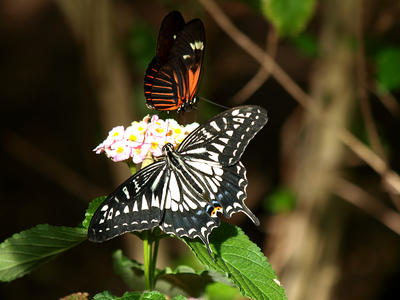 Two butterflies #3