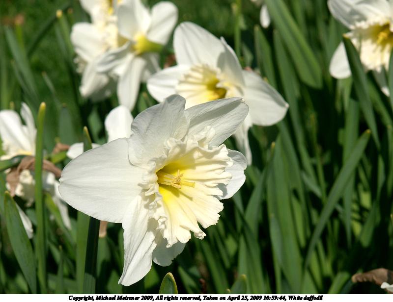 White daffodil #2