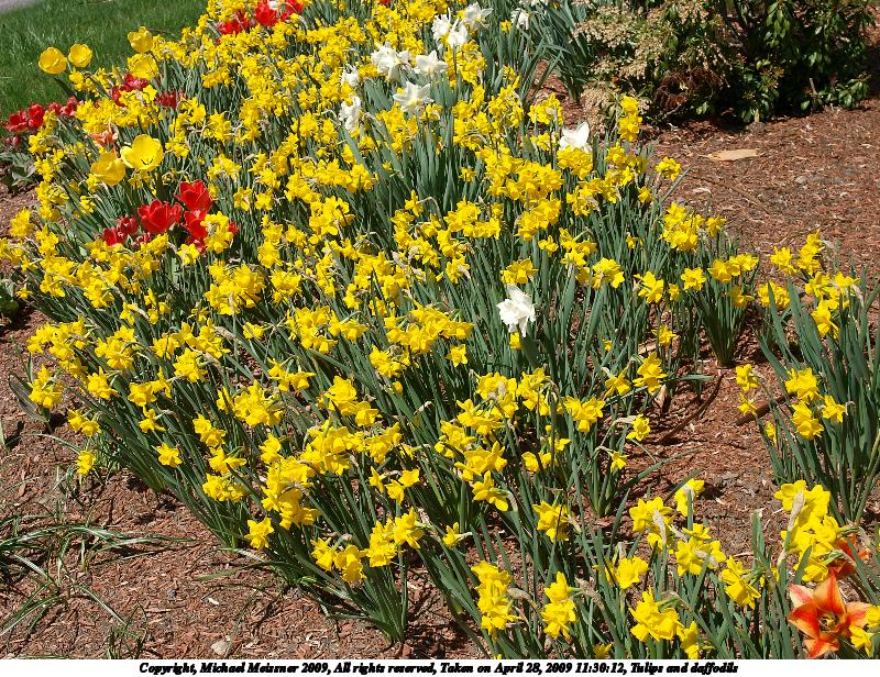 Tulips and daffodils #2