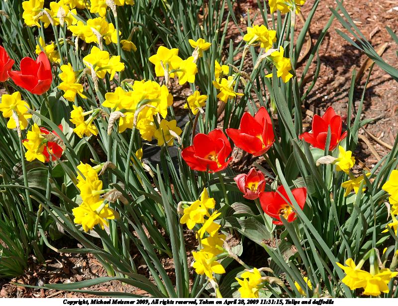 Tulips and daffodils #3