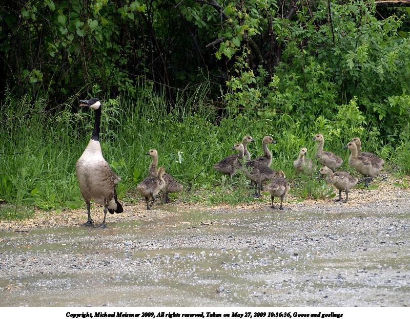 Goose and goslings #3