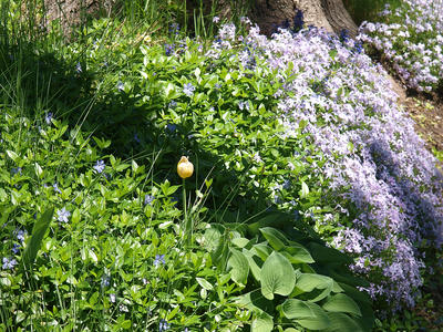 Phlox and the first ladyslipper