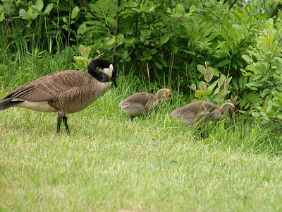 Goose and goslings #2