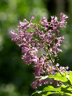 Lilac bush #3