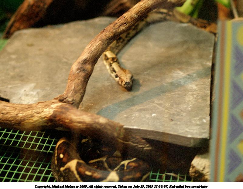Red-tailed boa constrictor