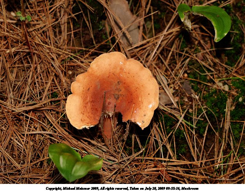 Mushroom #2