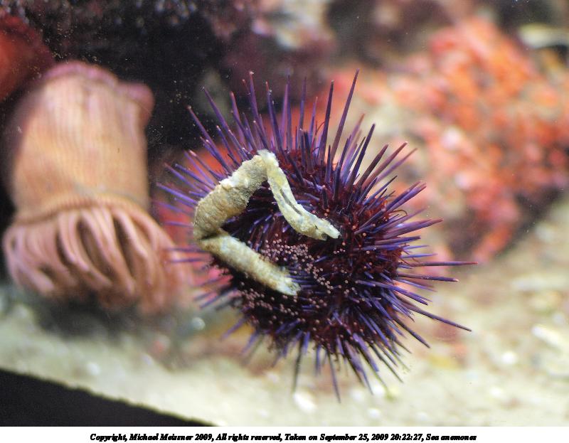 Sea anemones #6