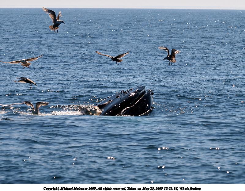 Whale feeding
