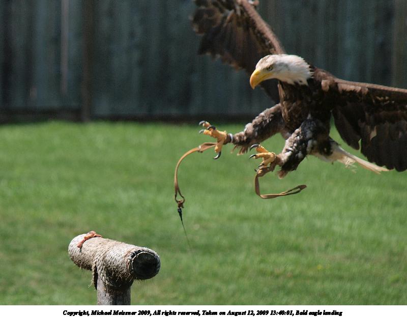 Bald eagle landing