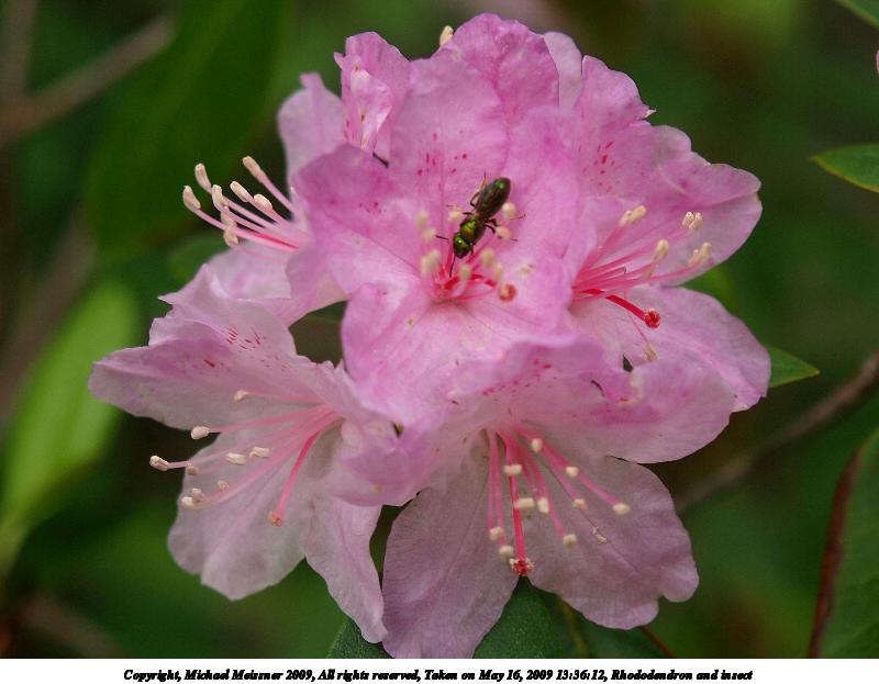 Rhododendron and insect