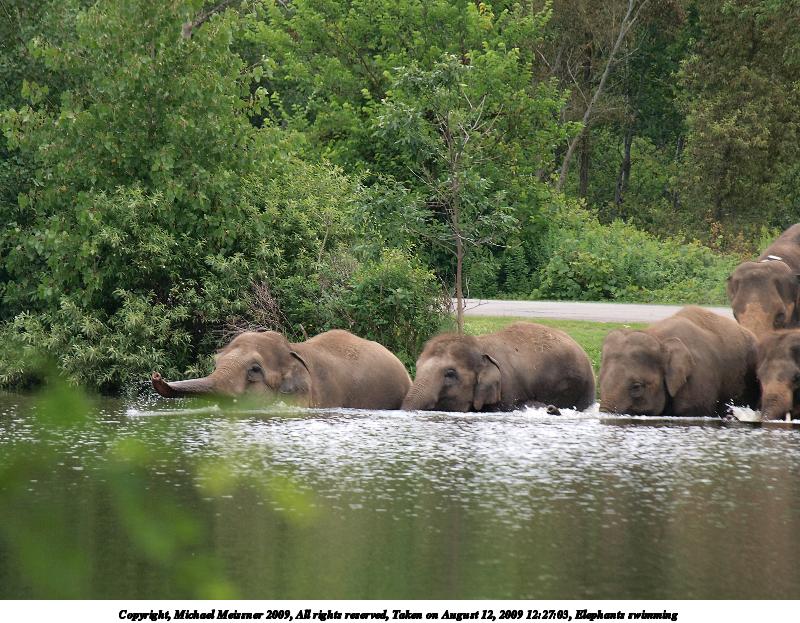 Elephants swimming #2
