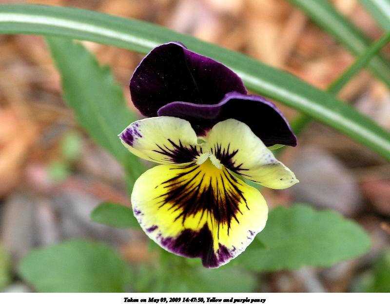 Yellow and purple pansy