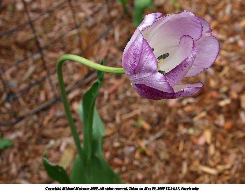 Purple tulip #2