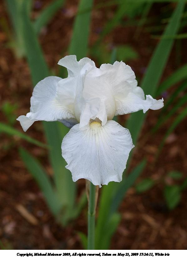 White iris #2