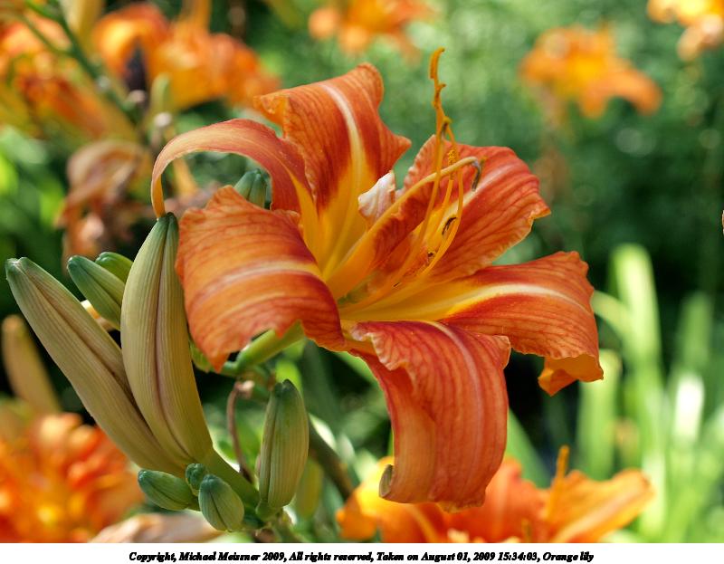 Orange lily