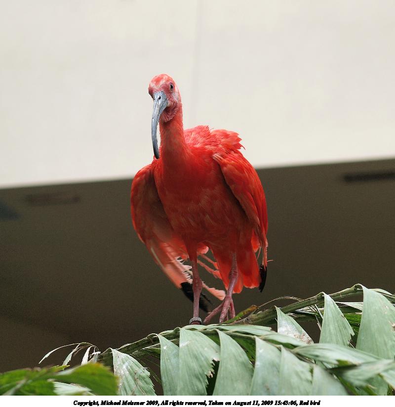 Red bird #3