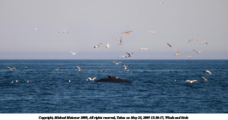 Whale and birds