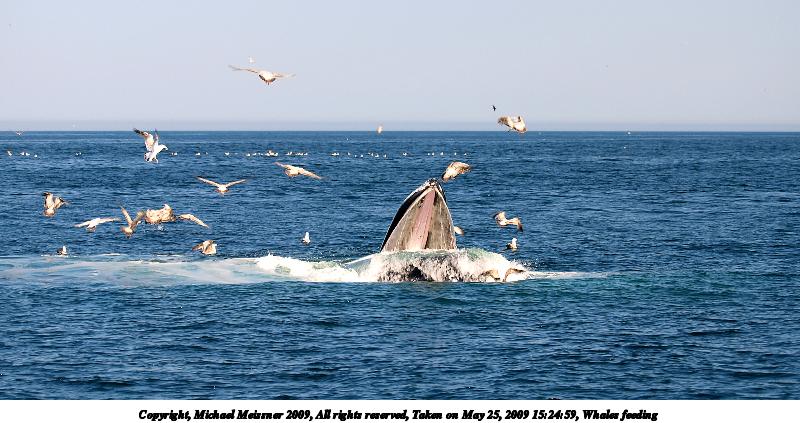 Whales feeding