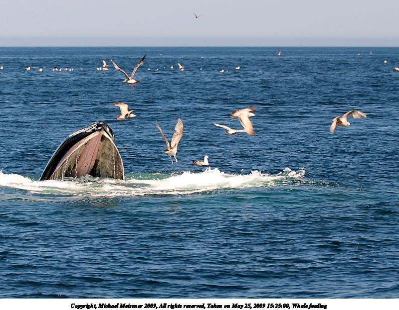 Whale feeding #9