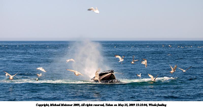 Whale feeding #11