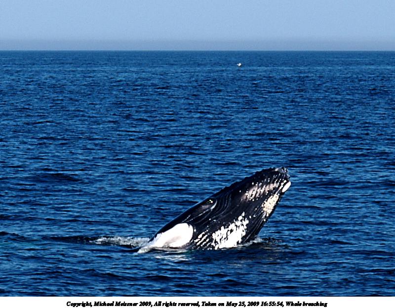 Whale breaching #2