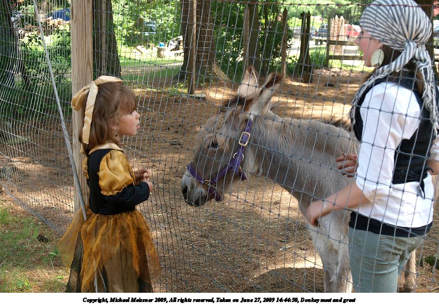 Donkey meet and greet