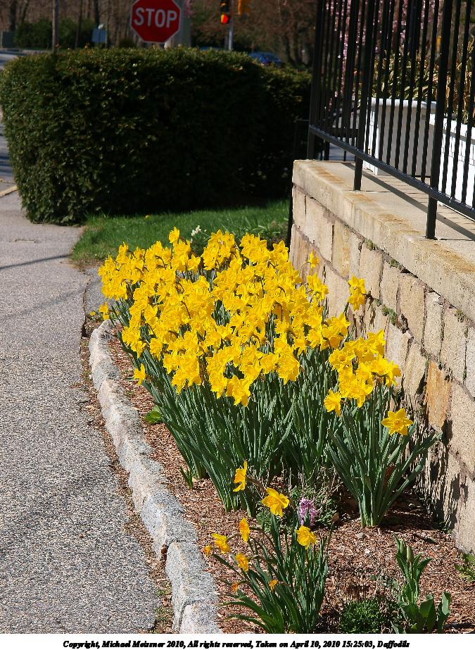 Daffodils #7