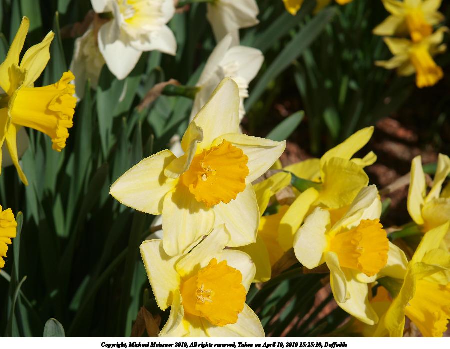 Daffodils #8