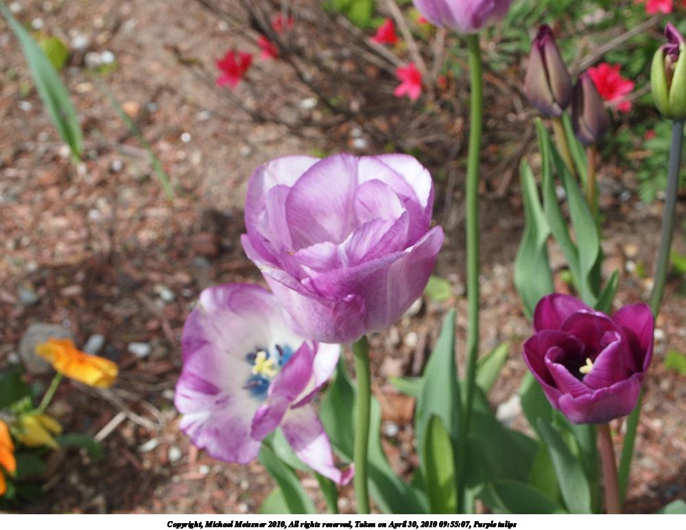 Purple tulips #3