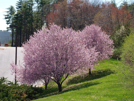 Purple flowering tree