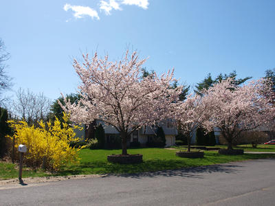 Flowering trees and Forsythia