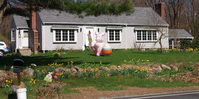 Easter bunny and daffodils