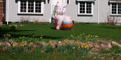Easter bunny and daffodils #2