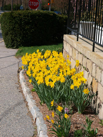 Daffodils #7