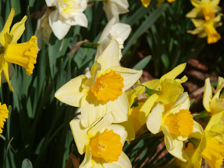 Daffodils #8