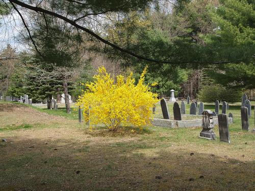 Spring in the graveyard #3