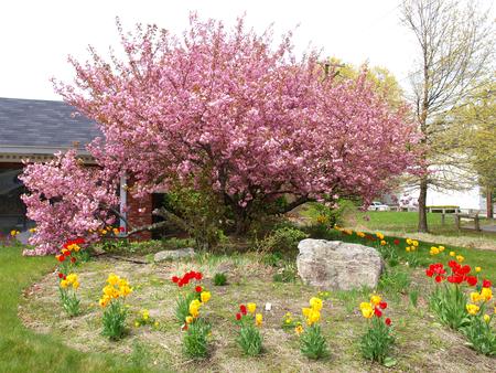 Flowering tree and tulips