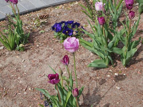 Purple tulips #2