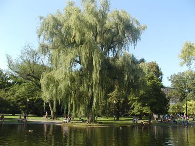 Tree at the Public Garden