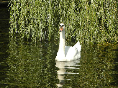 Swan #3