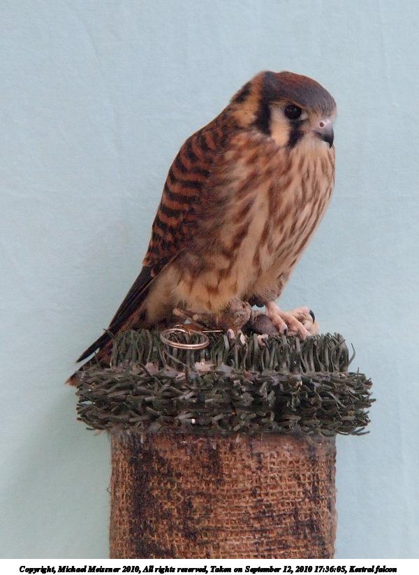 Kestral falcon