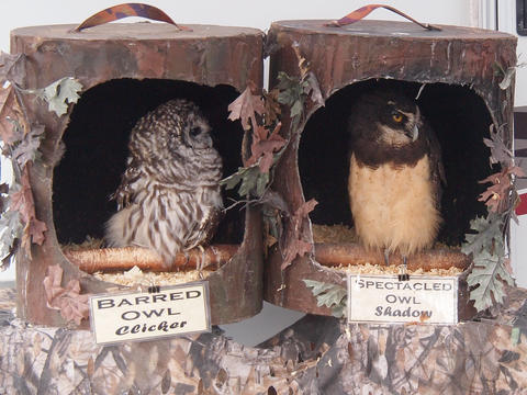Barred and Spectacle owls