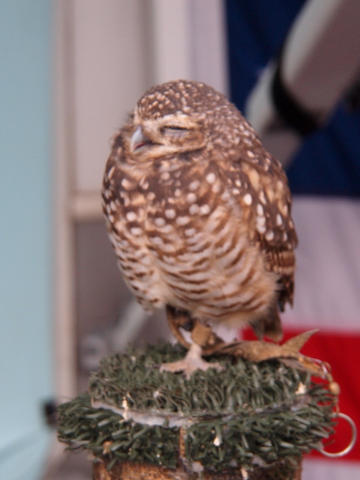 Burred owl