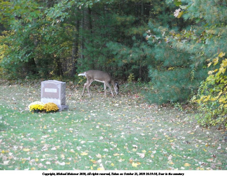 Deer in the cemetary #4