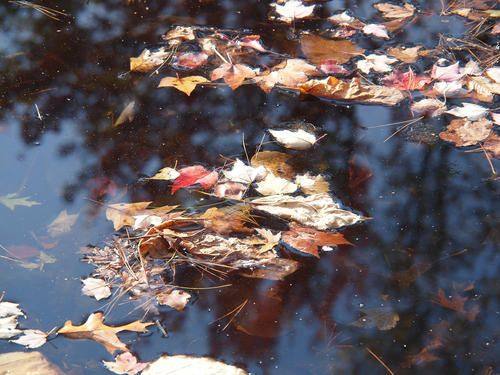Fall leaves #9