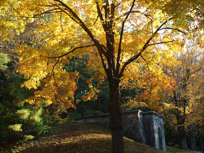 Andover cemetary in fall #13