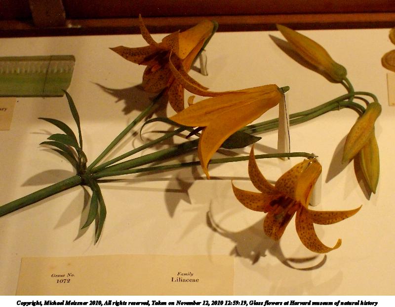 Glass flowers at Harvard museum of natural history #2
