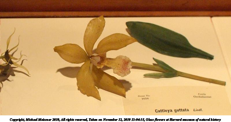 Glass flowers at Harvard museum of natural history #5