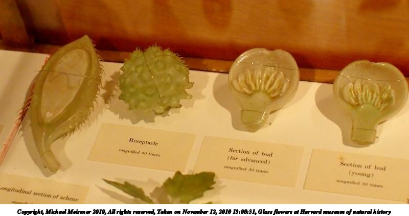 Glass flowers at Harvard museum of natural history #8